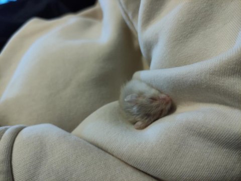 Yavru ve yetişkin gonzales hamster