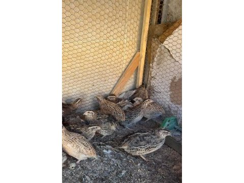 Yeni yumurtlamaya başlayacak bıldırcınlar mevcuttur