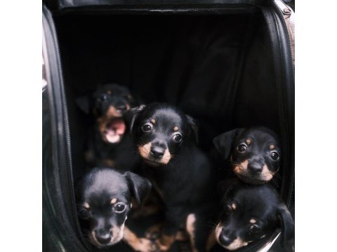 Minyatür pinscher