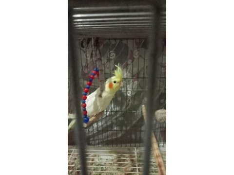 2 aylık lutino sultan papağanı