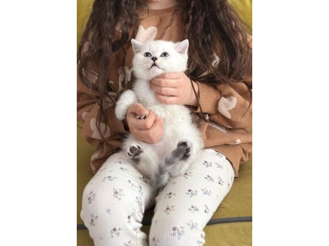 2 aylık yavru british shorthair