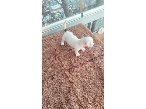 Jack russell kısa bacak çiftlik veya üretici değilim
