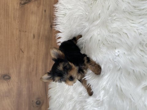 0 numara yorkshire terrier