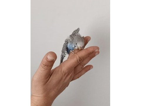 Ele alıştırmalık muhabbet kuşlar