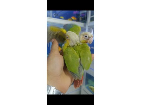 Pineapple konur bebekler