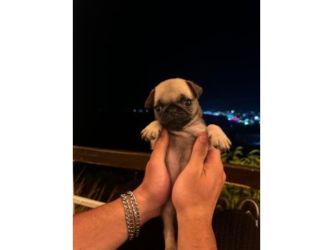 Gül kuyruk pug erkek bebek