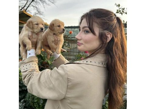 Çok şeker golden retriever yavrular