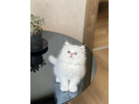 Show güzellik gold eyes british longhair yavrum