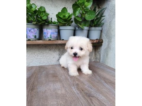 Erkek maltese