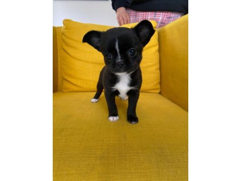Gri özel renk mini boy elma kafa chihuahualar