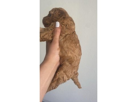 Toy poodle dişi ve erkek