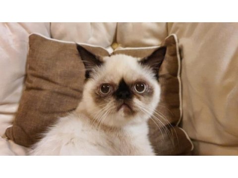 Safkan exotic shorthair blue point dişi