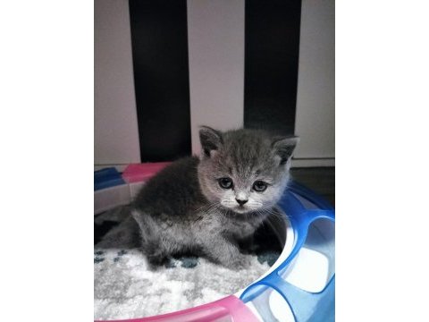 British shorthair scottish fold gri renk yavrular