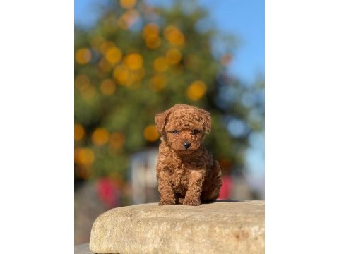 Aşılı çiş eğitimli orjinal toy poodle bebekler 
