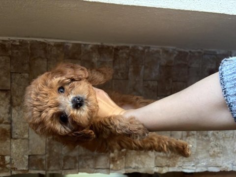 19 ocak doğumlu maltipoo bebişlerim