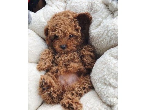 Toy poodle kore kan yavrularımız