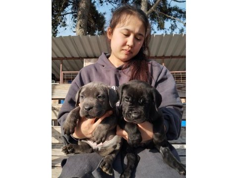 Cane corso yavrularımız çiftliğimızden