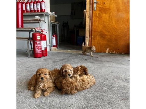 Maltipoo kalite yavrular ırk sağlık garantili