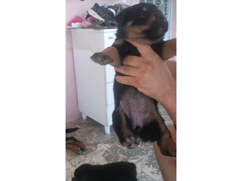 Rottweiler yavrular ırk sağlık garantili
