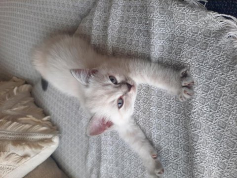 Zeki ve dünyalar güzeli kedilerimi sahiplendiriyorum