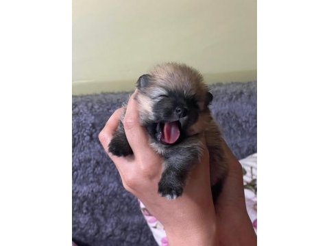 Pomeranian köpekler
