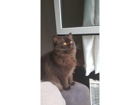 Çikolata oğlumuza yeni yuva arıyoruz british longhair