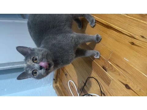 British shorthair kedisi dişi