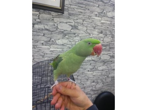 İskender alexander papağanı