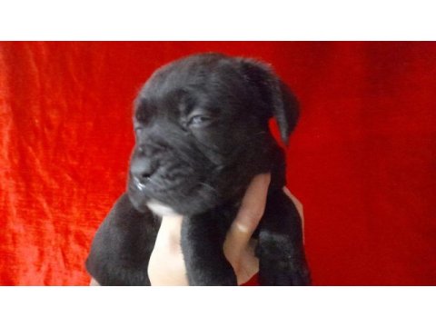 Cane corso 2 aylık