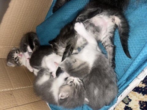 2 aylık yavru kediler