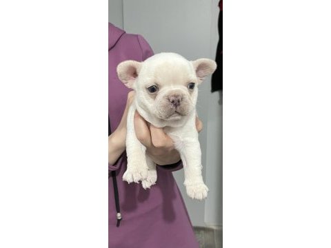French bulldog lilac tan platinyum dişi mavi göz