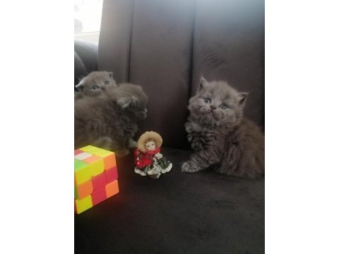 Scottish fold yavru antalya