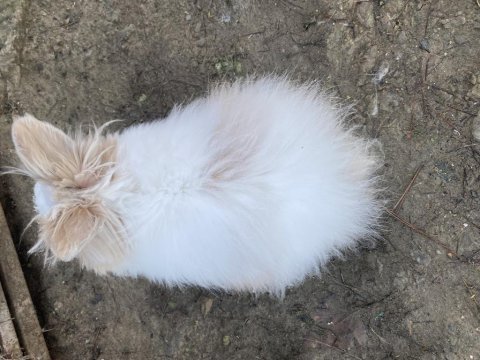 Aslanbaş güzeli dişi tavşanımız