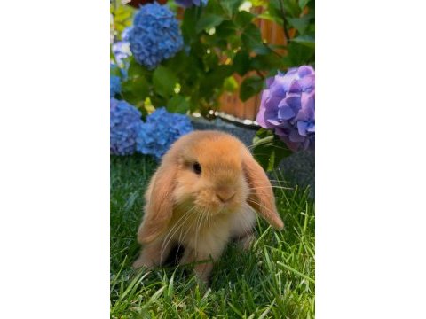 Hollanda lop mini lop cüce tavşan yavruları gönderim var