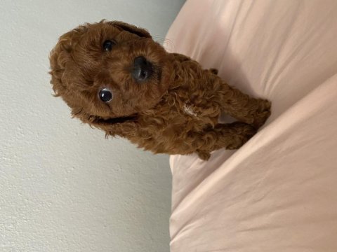 Red brown toy poodle dişi