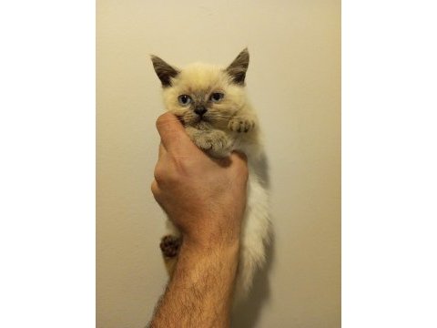 3 adet yavru british shorthair