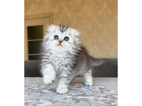 British longhair dişi