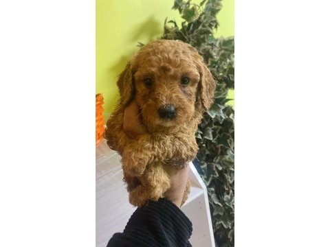 Ev ortamında yetişen poodle bebekler