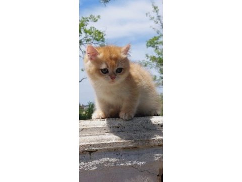 Golden british shorthair ny12
