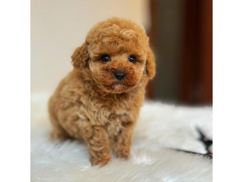 Üst kalite toy poodle bebeklerimiz