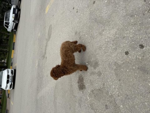 Sahibinden yaşına girmek üzere poodle