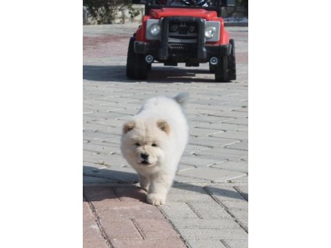 Bebek surat chow chow yavruları