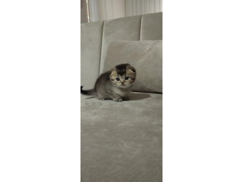 Minik scottish fold yavrularımıza ömürlük yuva arıyoruz