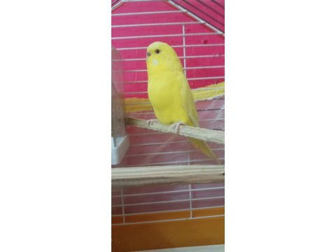 Çift yavru veren muhabbet kuşları