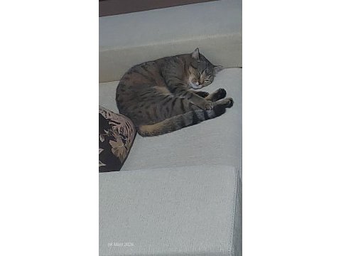 2 yasında british shorthair tabby kedimiz