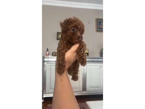 Ailemizde büyüyen toy poodle yavrularım