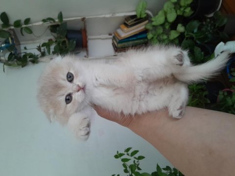 Scottish fold ve scottish straight