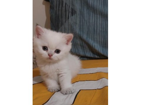 Safkan british shorthair 45 günlük