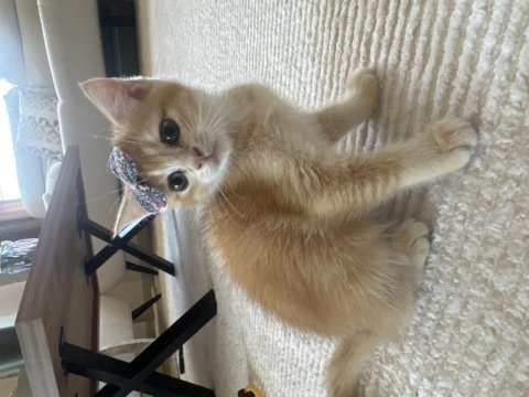 British shorthair golden