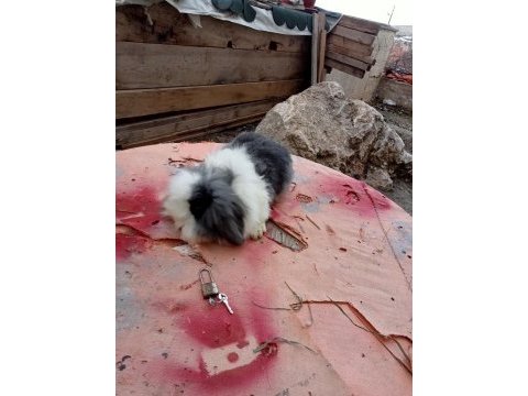 Üç adet hollanda lopu ve iki adet angora tavşanı